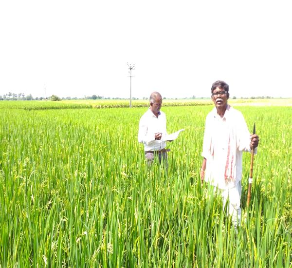 Warangal Urban District                                                                                                                                                                                                                                    - AS 1.0                                                                                                                                                 - AS 1.0- BLOCKS ENUMERATION AND CHECKING OF CROPS SOWN IN THE SELECTED SURVEY NUMBERS- NERELLA VILLAGE- KAMALAPUR MANDAL                                                                                                                                         - dt.24/10/2019          